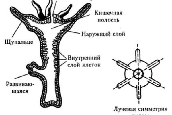 Можно ли вывести деньги с кракена